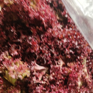 紫叶生菜，