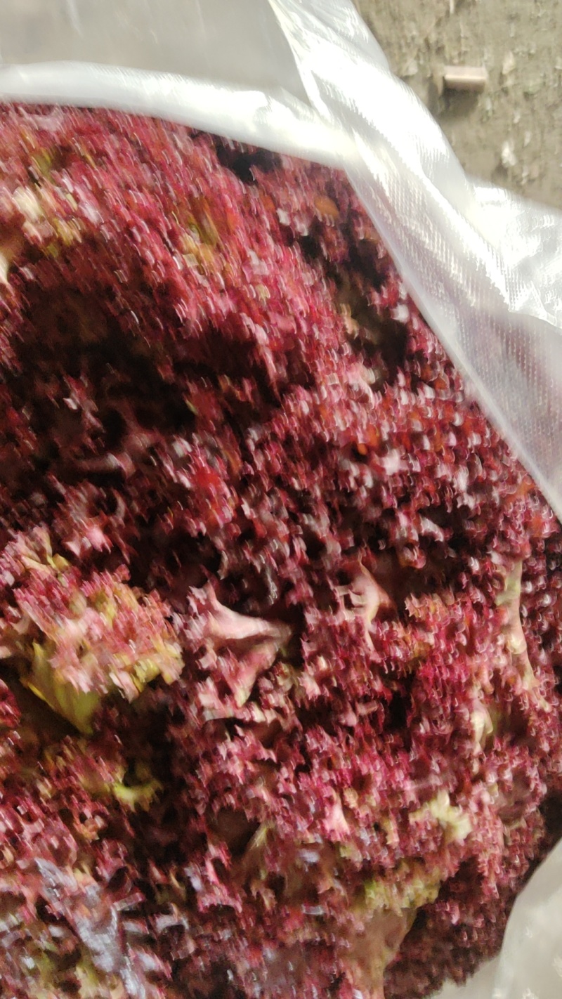 紫叶生菜，