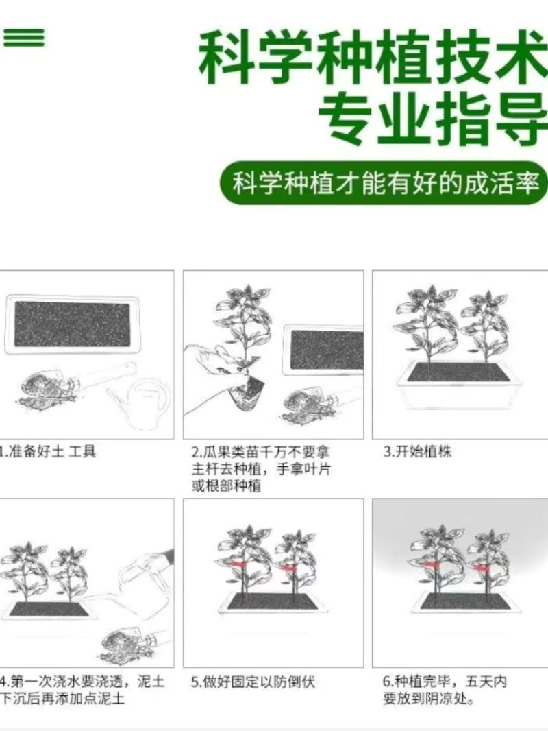 矮生小番茄盆栽生长带盆带花发货阳台种植新宠办公桌可观赏可