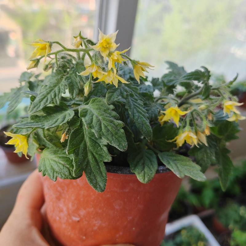 矮生小番茄盆栽生长带盆带花发货阳台种植新宠办公桌可观赏可