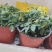 矮生小番茄盆栽生长带盆带花发货阳台种植新宠办公桌可观赏可