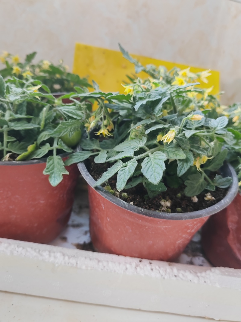 矮生小番茄盆栽生长带盆带花发货阳台种植新宠办公桌可观赏可
