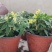 矮生小番茄盆栽生长带盆带花发货阳台种植新宠办公桌可观赏可
