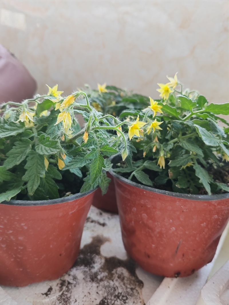 矮生小番茄盆栽生长带盆带花发货阳台种植新宠办公桌可观赏可