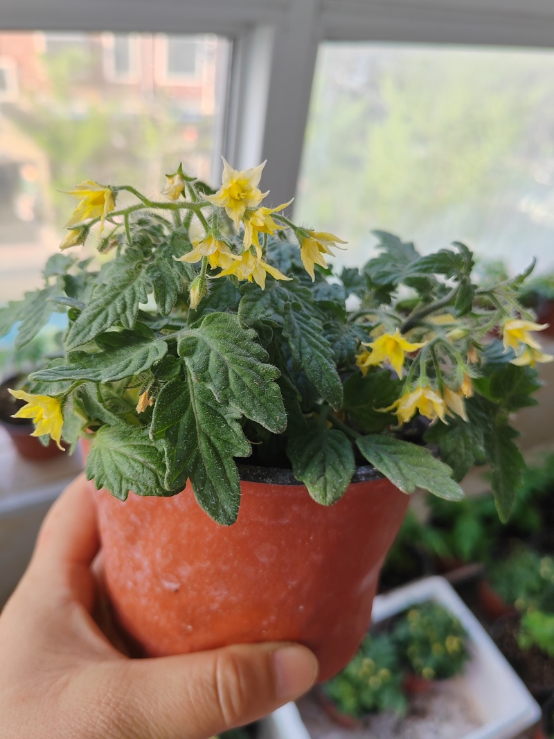 矮生小番茄盆栽生长带盆带花发货阳台种植新宠办公桌可观赏可