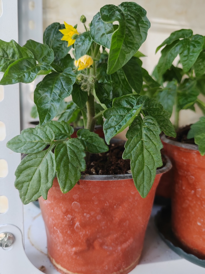 矮生小番茄盆栽生长带盆带花发货阳台种植新宠办公桌可观赏可