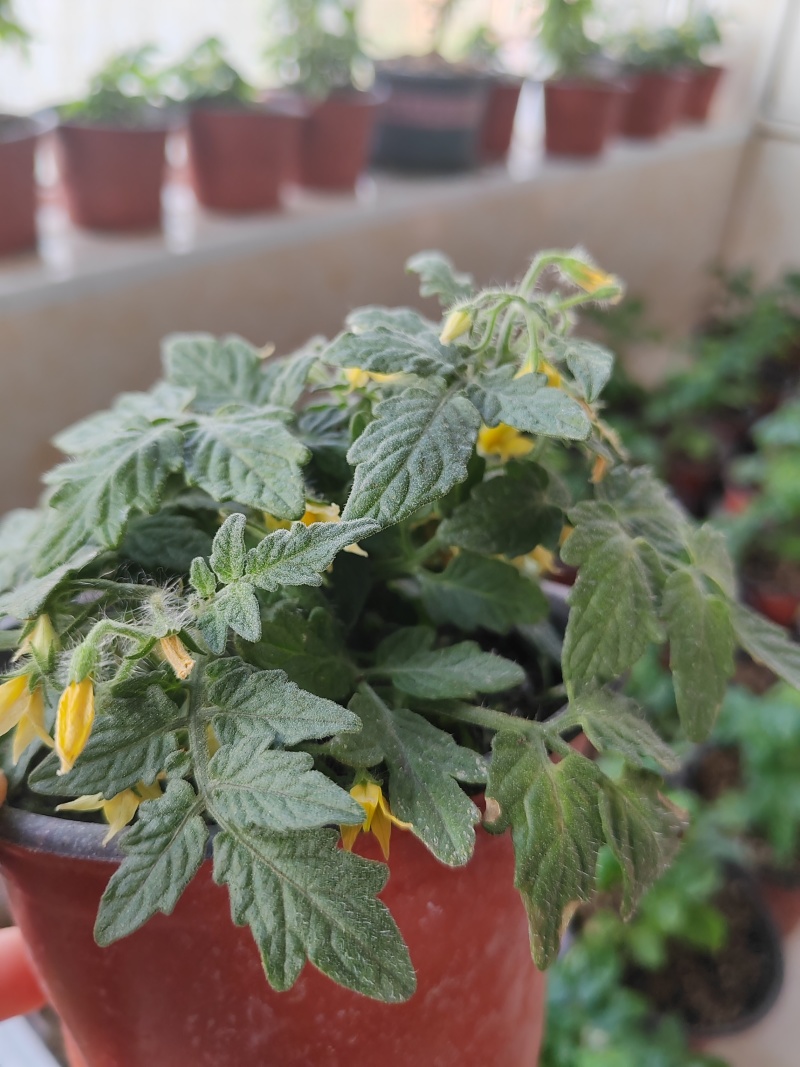 矮生小番茄盆栽生长带盆带花发货阳台种植新宠办公桌可观赏可