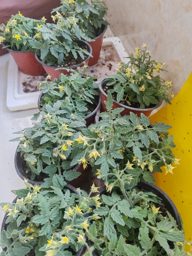 矮生小番茄盆栽生长带盆带花发货阳台种植新宠办公桌可观赏可