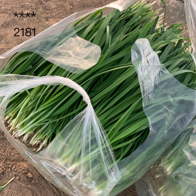 精品大叶韭菜产地直供协助包装找车视频看货