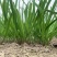 精品大叶韭菜产地直供协助包装找车视频看货