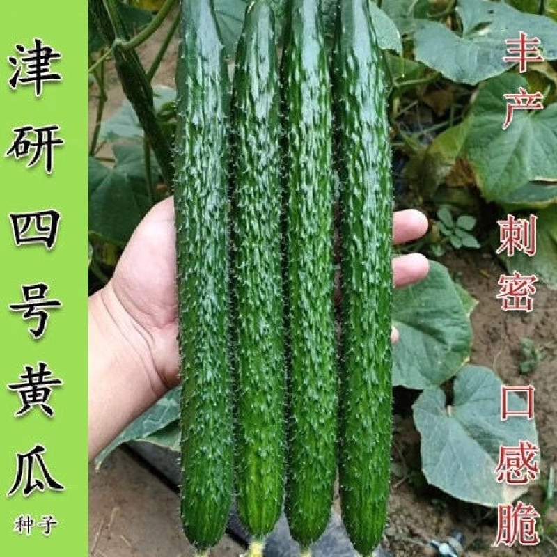 【实力商家】产地直发【货源充足】品质甄选【物流全国】黄瓜