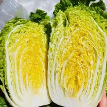 邯郸临漳黄心大白菜，大量现货