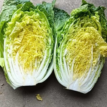 黄心大白菜
