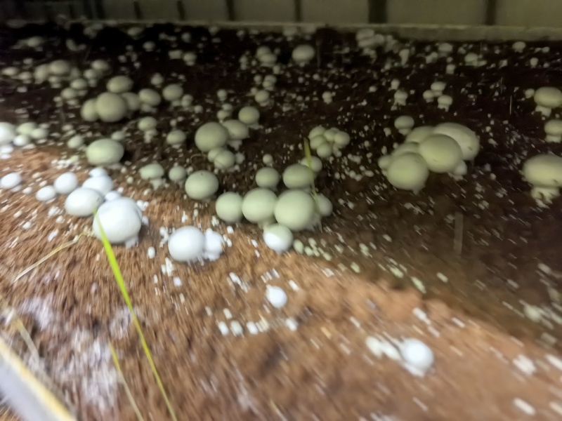 双孢菇大量上市产地直发新鲜采摘诚信经营支持视频看货