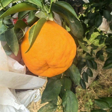耙耙柑大量有货