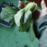 上海青油菜青菜