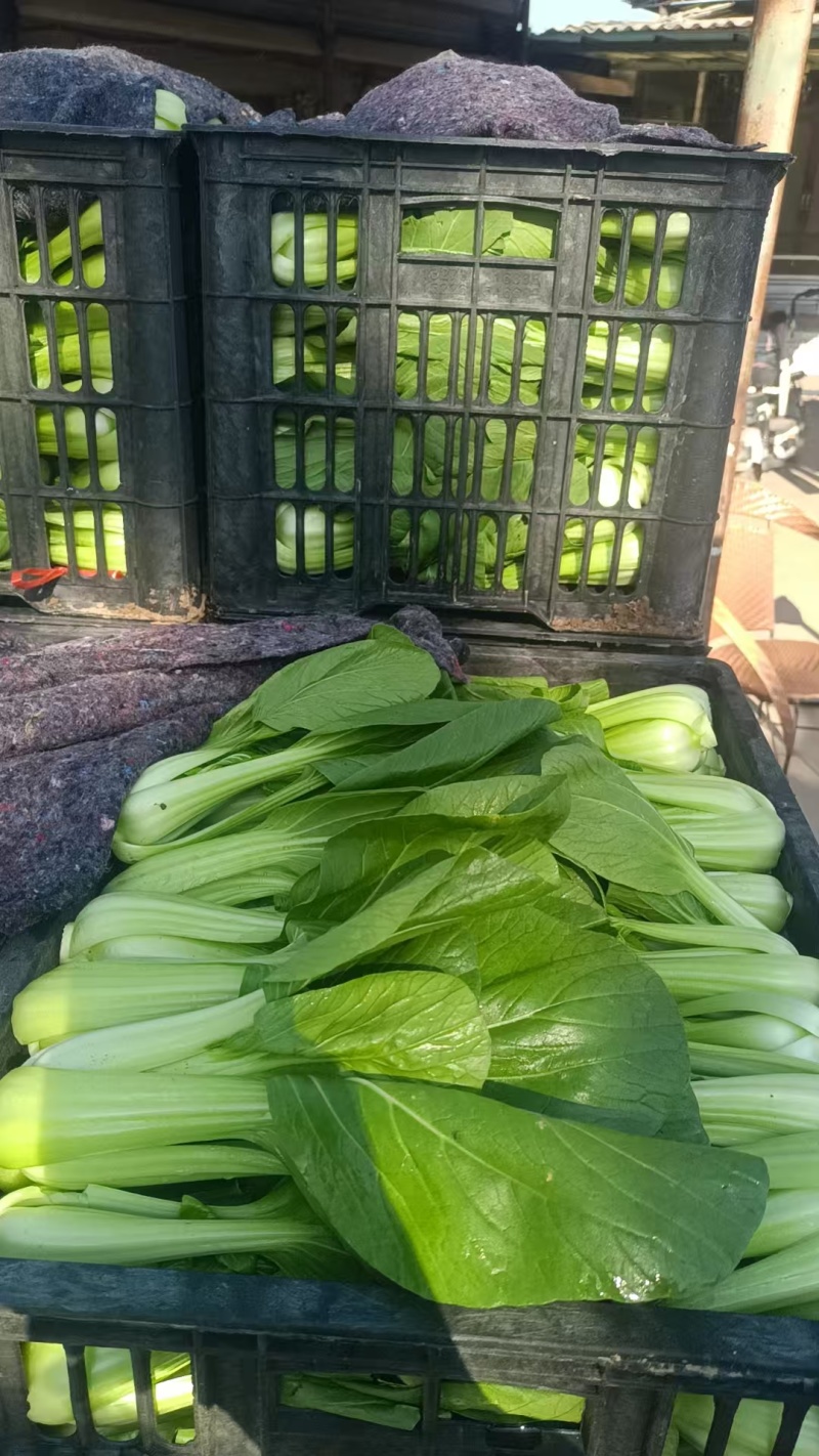 上海青油菜青菜