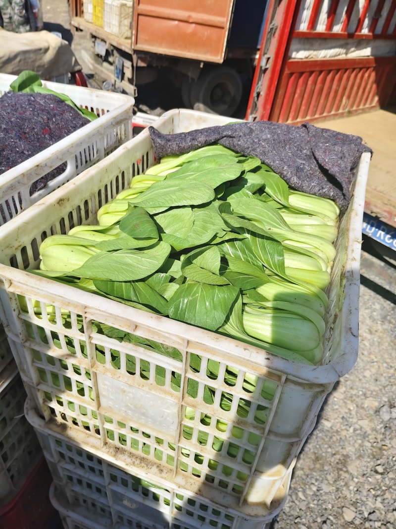 上海青油菜青菜