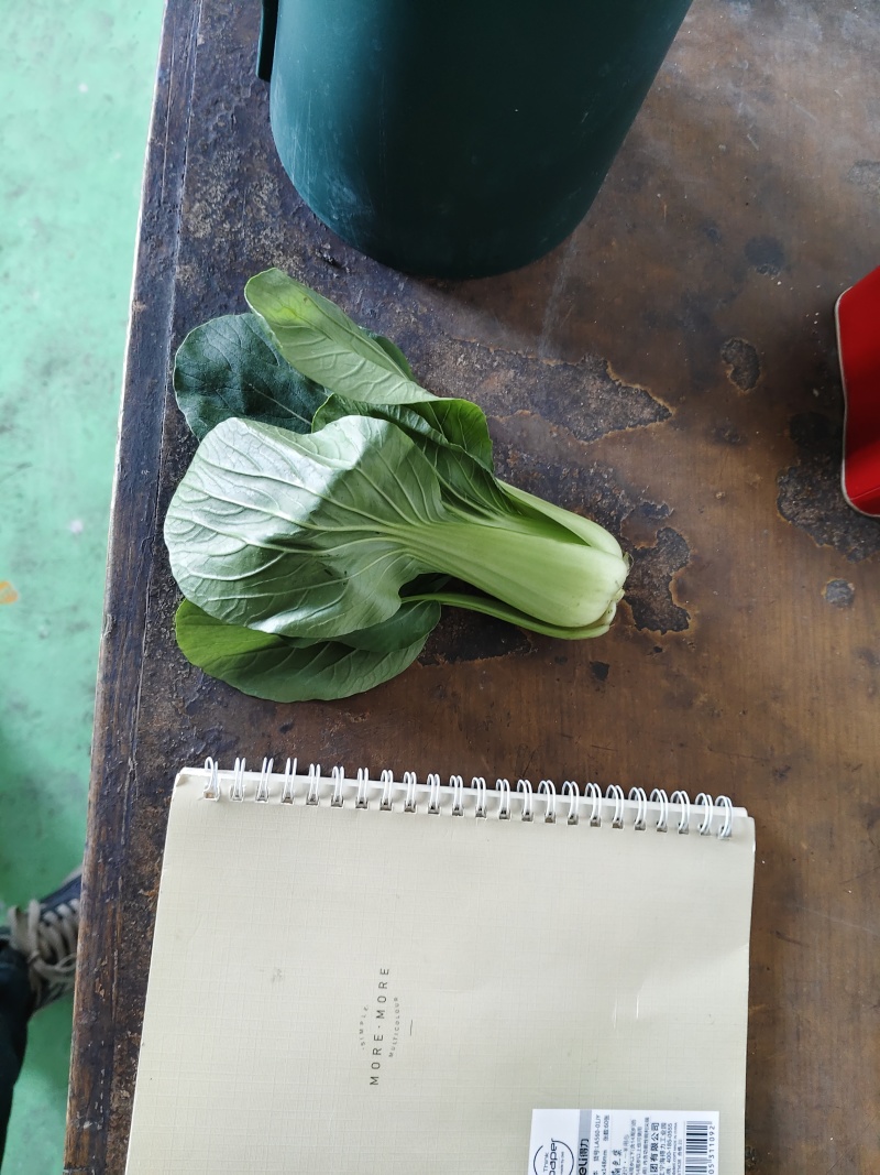上海青油菜青菜