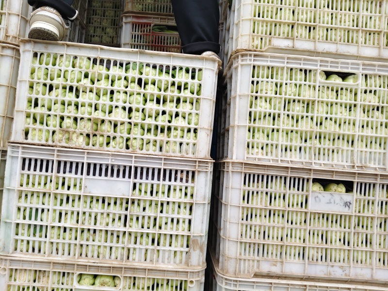 上海青油菜青菜