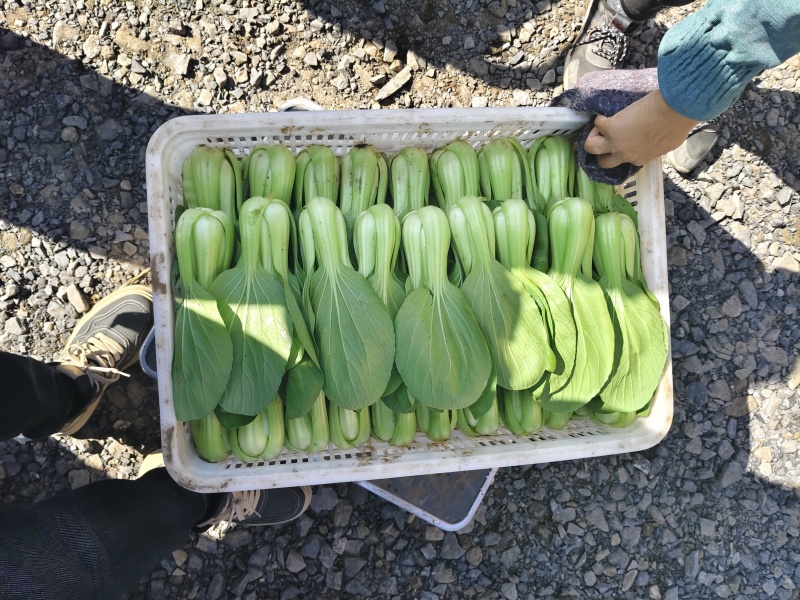 上海青油菜青菜