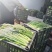 上海青油菜青菜