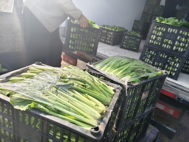 上海青油菜青菜