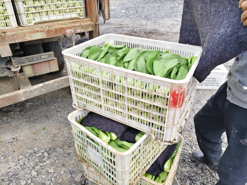 上海青油菜青菜
