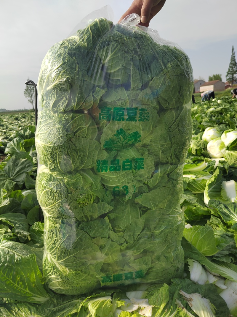 千腾大锦矮颗黄心大白菜，无斑无虫，无烧心，质量有保证