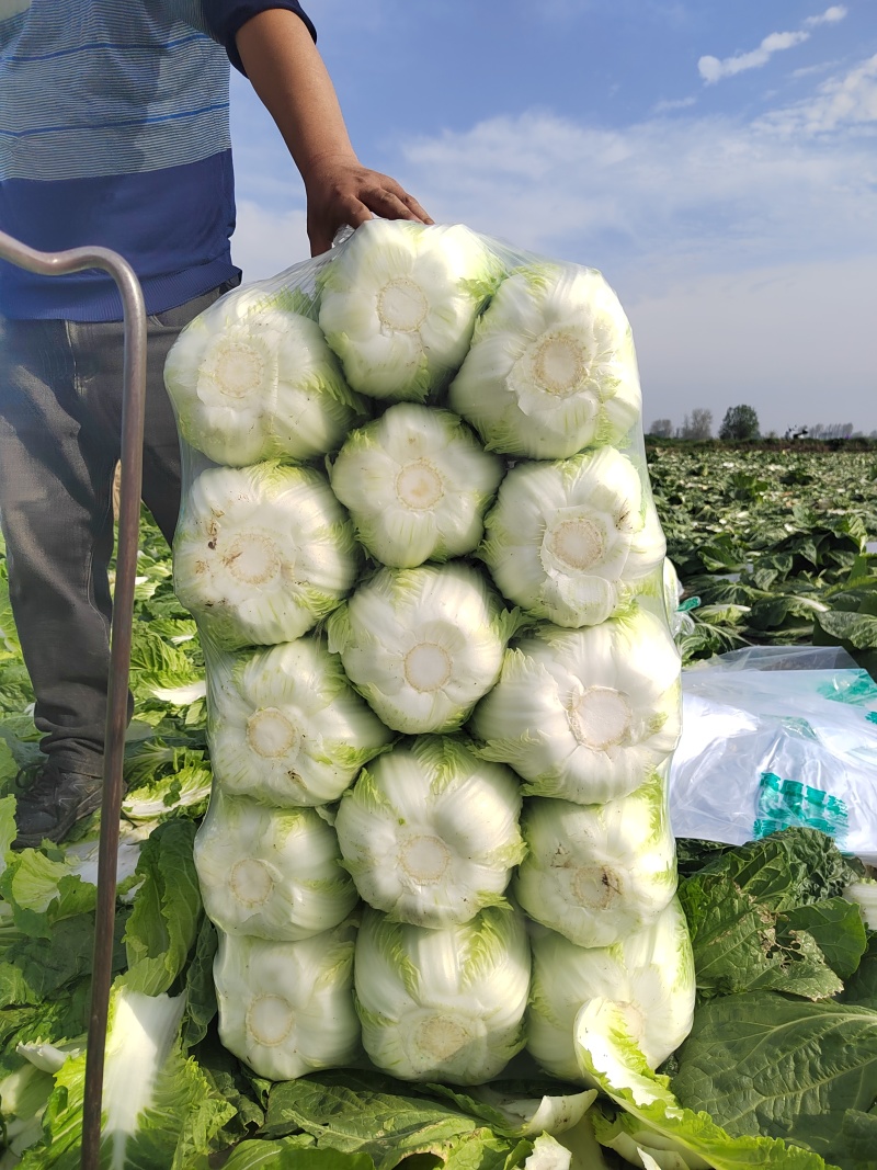 千腾大锦矮颗黄心大白菜，无斑无虫，无烧心，质量有保证