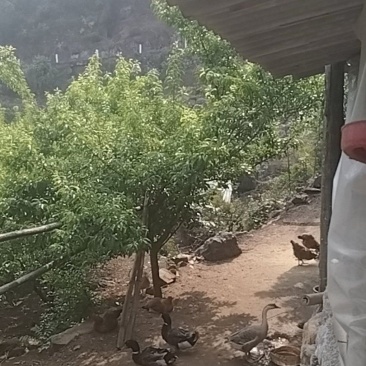 山上放养土鸡和土鸡蛋