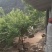 山上放养土鸡和土鸡蛋