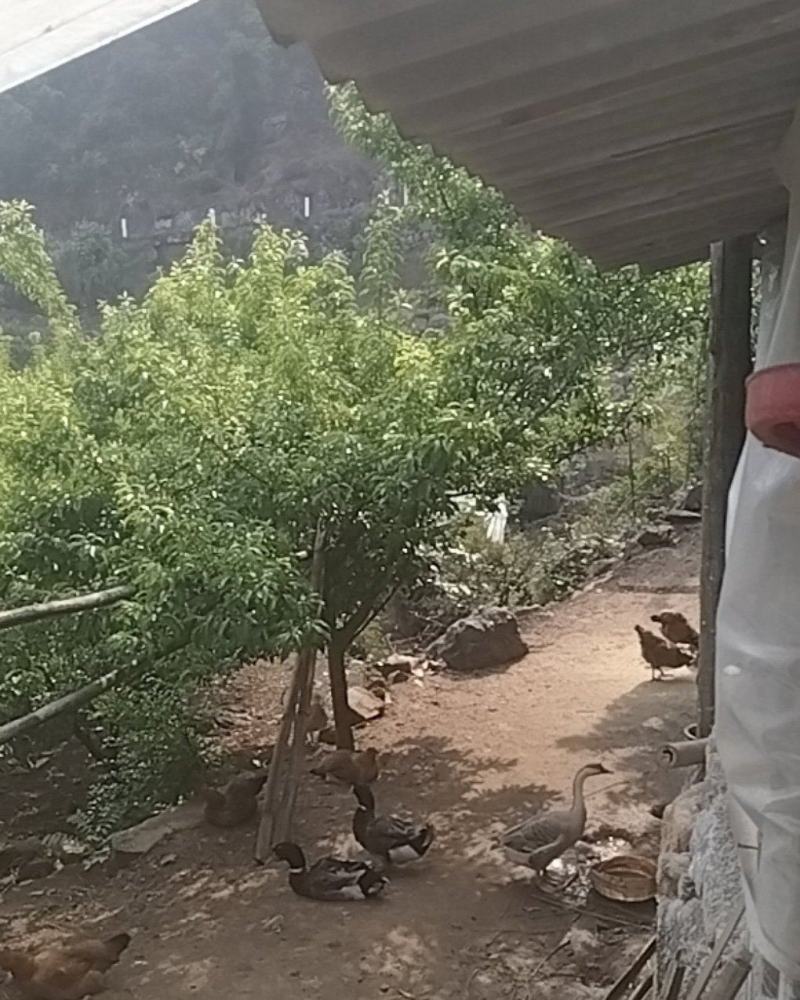 山上放养土鸡和土鸡蛋