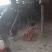 山上放养土鸡和土鸡蛋