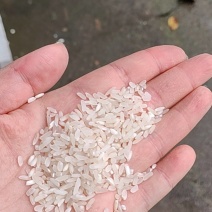 四川大米，大量有货，对接全国市场电商平台欢迎合作