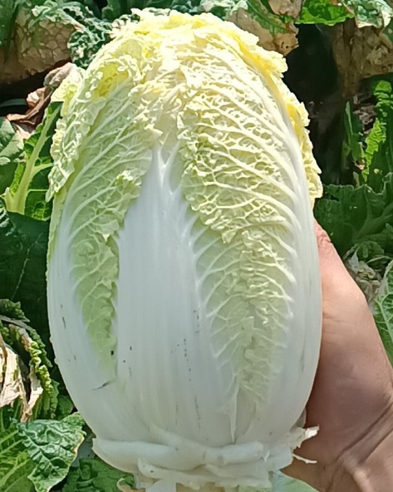 娃娃菜