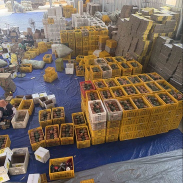 徐闻金钻凤梨源头产地直发，欢迎电商.直播老板砸单