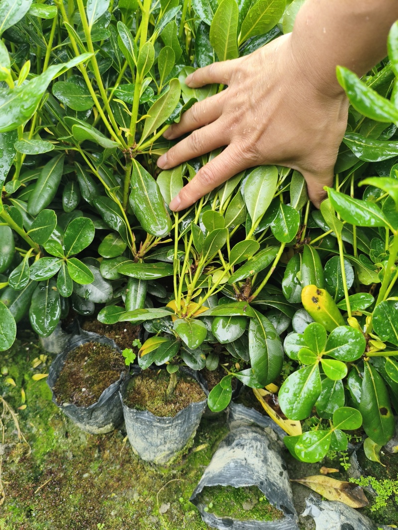 海桐宝珠香容器苗，高度30-50厘米，各种规格，常年直销