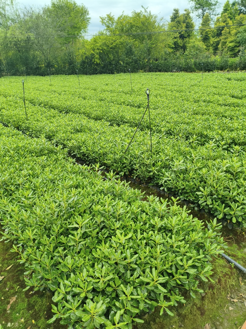 海桐宝珠香容器苗，高度30-50厘米，各种规格，常年直销