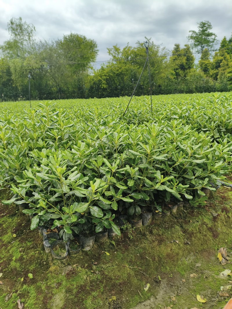 海桐宝珠香容器苗，高度30-50厘米，各种规格，常年直销