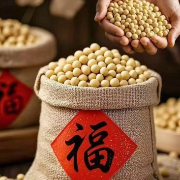 东北高品质精品大豆