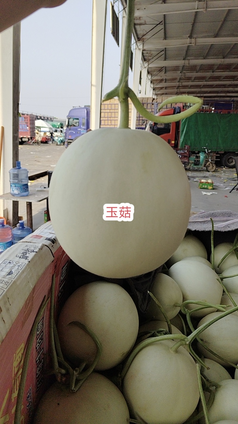 【热卖】山东万亩洋香瓜已大量上市欢迎选购对接商超市场批发