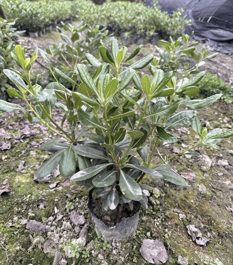 海桐宝珠香容器苗，高度30-50厘米，各种规格，常年直销