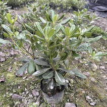海桐宝珠香容器苗，高度30-50厘米，各种规格，常年直销
