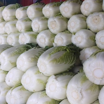 春白菜，黄心白莱，菜品干净，产地大量发货，实力代办