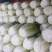春白菜，黄心白莱，菜品干净，产地大量发货，实力代办