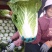 春白菜，黄心白莱，菜品干净，产地大量发货，实力代办