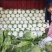 春白菜，黄心白莱，菜品干净，产地大量发货，实力代办