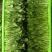 精品鸡毛菜草头大量供应常年有货支持定值全国发货