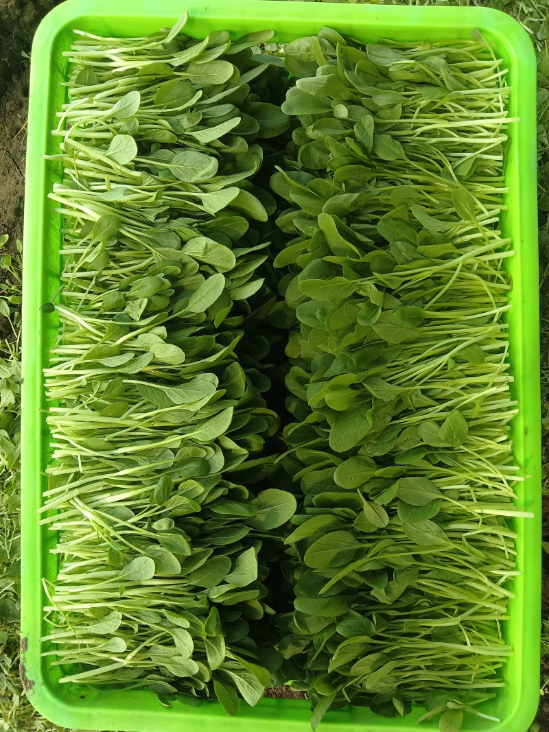 精品鸡毛菜草头大量供应常年有货支持定值全国发货